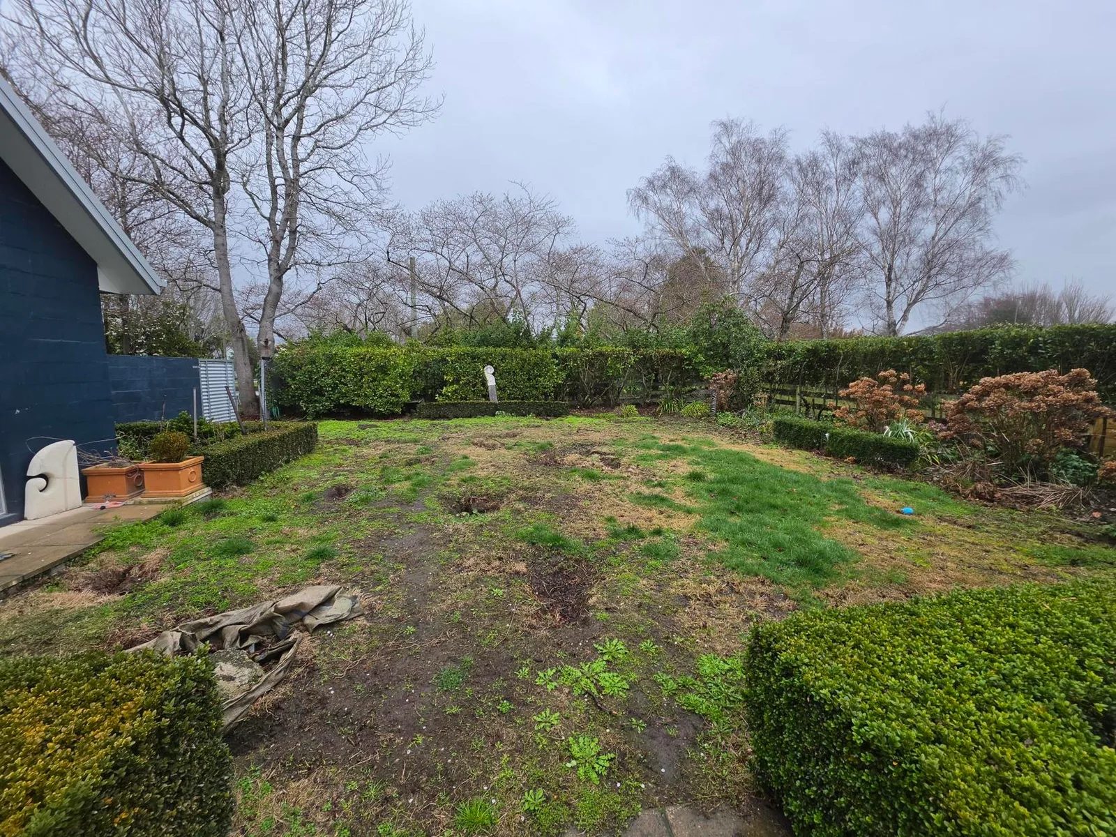 Backyard lawn area with weeds, bare patches and removed root holes before groundworks, Canterbury